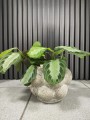 Maranta leuconeura Silver Band