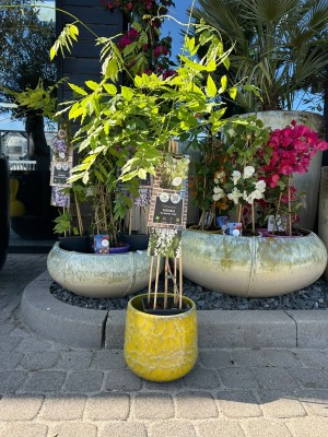 Wisteria, glicynia mix