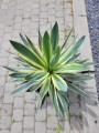 Yucca gloriosa Variegata