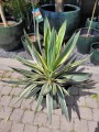 Yucca gloriosa Variegata