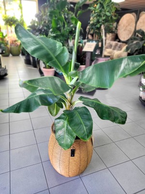 Musa Oriental Dwarf, bananowiec karłowaty