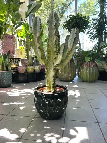 Euphorbia Ingens Variegata wilczomlecz