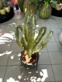 Euphorbia Ingens Variegata wilczomlecz