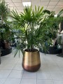 Rhapis excelsa
