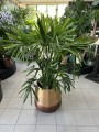 Rhapis excelsa