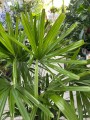 Rhapis excelsa