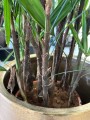Rhapis excelsa