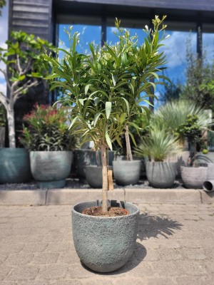 Oleander na pniu, białe kwiaty