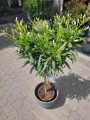 Biały oleander na pniu