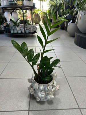 Zamioculcas zamiifolia, zamiokulkas
