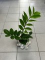 Zamioculcas zamiifolia