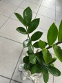 Zamioculcas zamiifolia