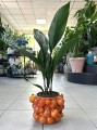 Aspidistra Eliator