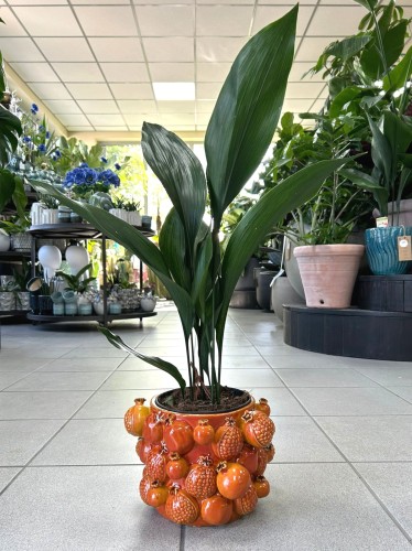 Aspidistra Eliator