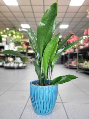 Aspidistra Elatior L