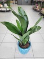 Aspidistra Elatior
