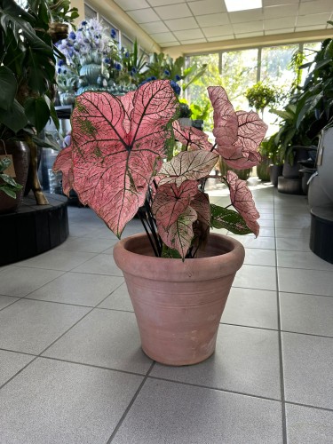 Caladium