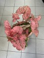 Caladium