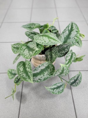 Scindapsus pictus Trebie