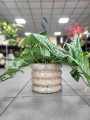 Scindapsus Pictus Trebie