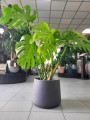 Monstera Deliciosa