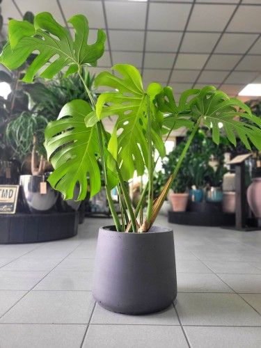 Monstera Deliciosa