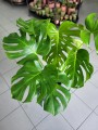 Monstera Deliciosa