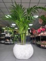 Howea Forsteriana