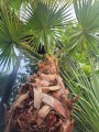 Washingtonia robusta