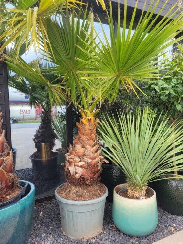 Washingtonia robusta