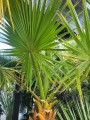 Washingtonia robusta