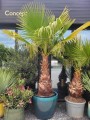 Washingtonia robusta