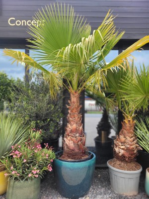 Washingtonia robusta, palma meksykańska XL