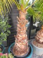 Washingtonia robusta
