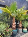 Washingtonia robusta