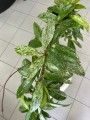 Hoya Carnosa Silver Spot, hoja różowa na kole