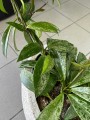 Hoya Carnosa Silver Spot, hoja różowa na kole