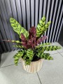 Calathea Insigne lancifolia