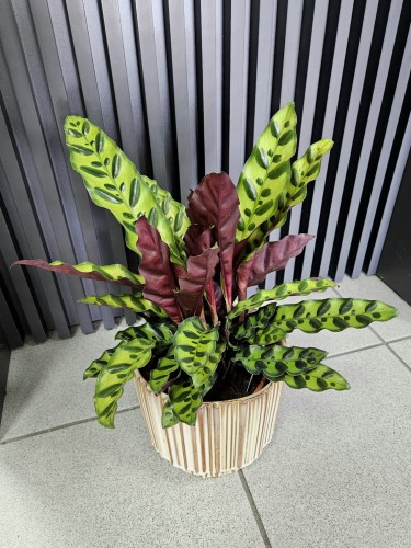 Calathea Insigne lancifolia