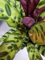 Calathea Insigne lancifolia