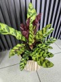 Calathea Insigne lancifolia