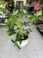 Philodendron Fun Bun