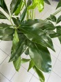 Philodendron Fun Bun