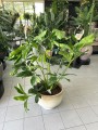 Philodendron Fun Bun