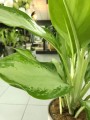 Aglaonema Cleopatra