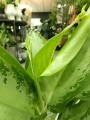 Aglaonema Cleopatra