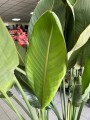 Strelitzia Reginae