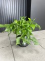 Monstera Minima Rhaphidophora tetrasperma