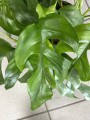 Monstera Minima Rhaphidophora tetrasperma