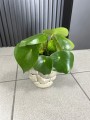 Peperomia Raindrop